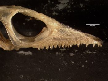 Media type: image;   Herpetology R-57488